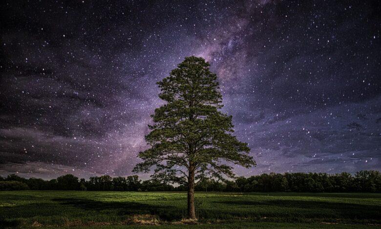 tree, lonely, centrally, night, the stars, milky way, landscape, mood, fabulous, sky, nature, fantasy, forest, atmosphere, mystical, fields, twilight, magic, romantic