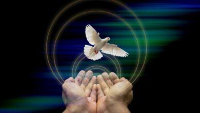 dove, nature, peace, hands, flying, peace dove, bird, symbol, world peace, bokeh, background, dove, dove, peace, peace, peace, peace, peace, world peace
