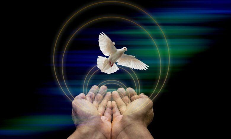 dove, nature, peace, hands, flying, peace dove, bird, symbol, world peace, bokeh, background, dove, dove, peace, peace, peace, peace, peace, world peace